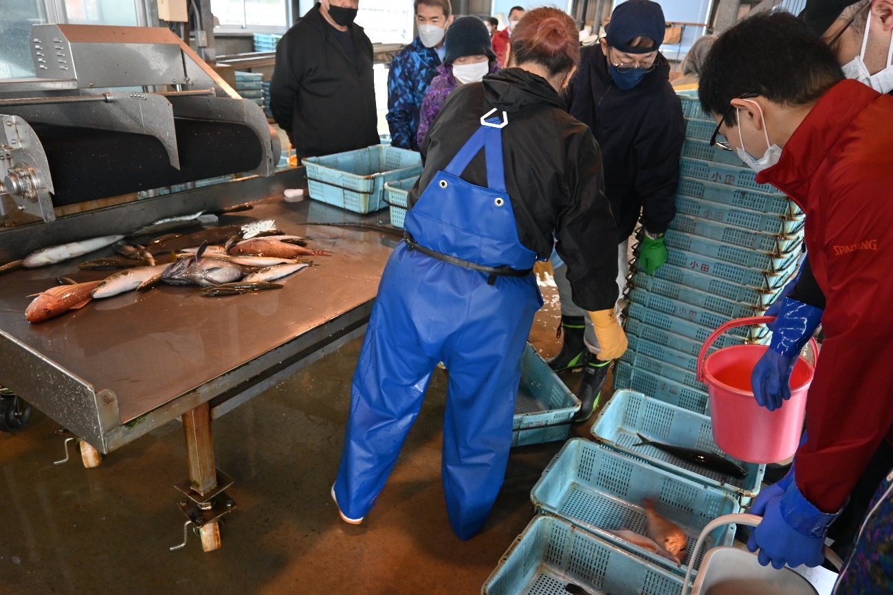 【岸に揚げられたばかりの魚たちが捌き台に載り、職員の手で魚種別に小箱に移される】
