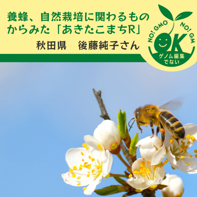 写真は鼻にとまるミツバチ。「養蜂、自然栽培に関わるものからみた「あきたこまちR」」